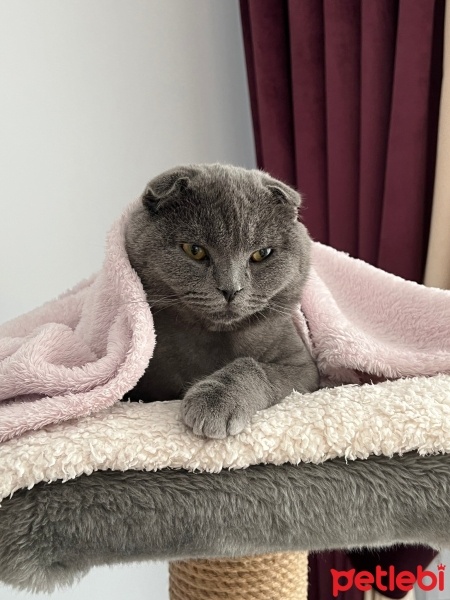 Scottish Fold, Kedi  DUMAN fotoğrafı