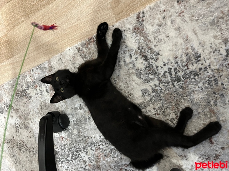 Tekir Kedi, Kedi  Gölge fotoğrafı