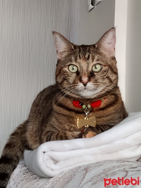 Tekir Kedi, Kedi  Tomris Hatun fotoğrafı
