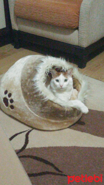 Tekir Kedi, Kedi  Latte fotoğrafı