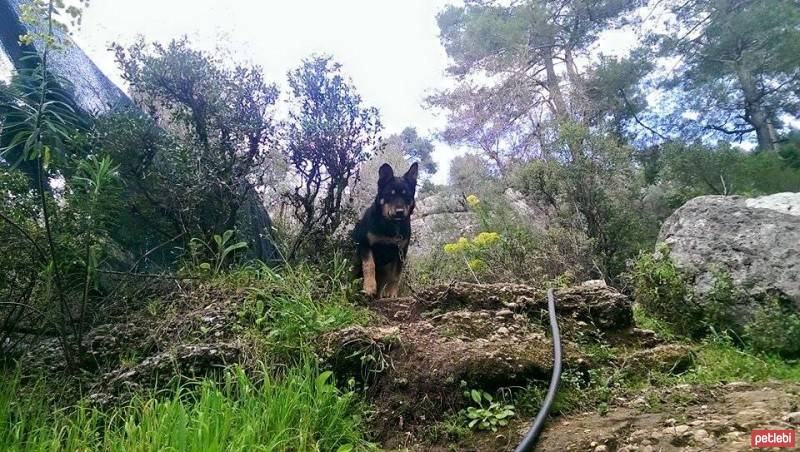 Alman Çoban Köpeği, Köpek  Toraman fotoğrafı