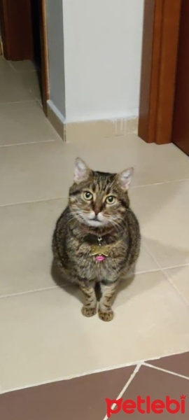 Tekir Kedi, Kedi  Müezza (nam-ıdiğer Mümü) fotoğrafı