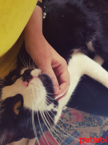 Tuxedo (Smokin) Kedi, Kedi  Petis fotoğrafı