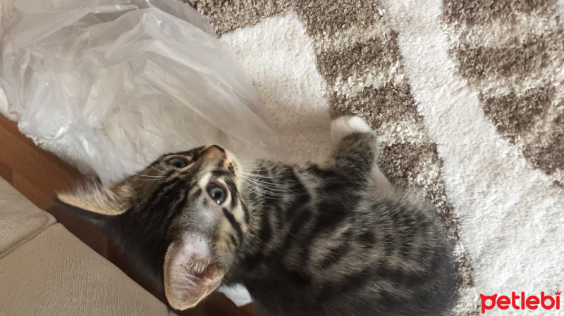 American Bobtail, Kedi  leo fotoğrafı