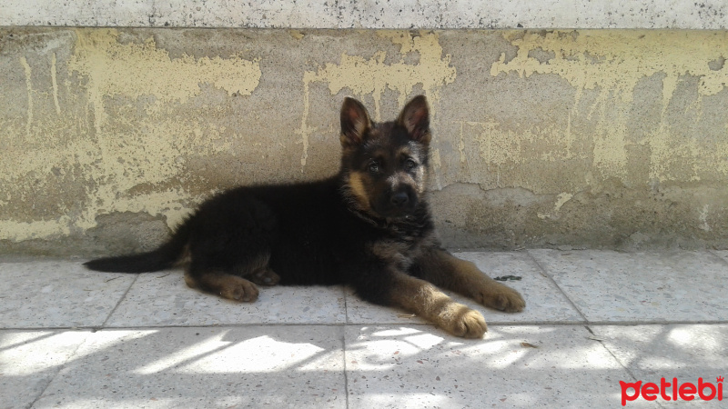 Alman Çoban Köpeği, Köpek  Pablo fotoğrafı