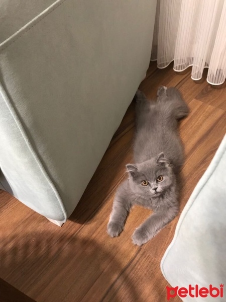British Longhair, Kedi  Duman fotoğrafı