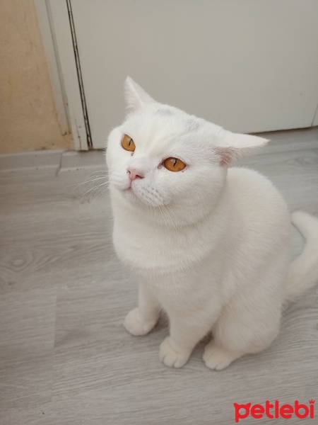 British Shorthair, Kedi  Pamuk fotoğrafı