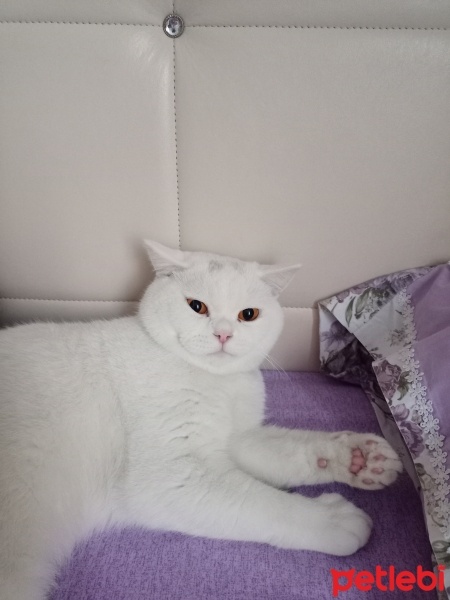 British Shorthair, Kedi  Pamuk fotoğrafı