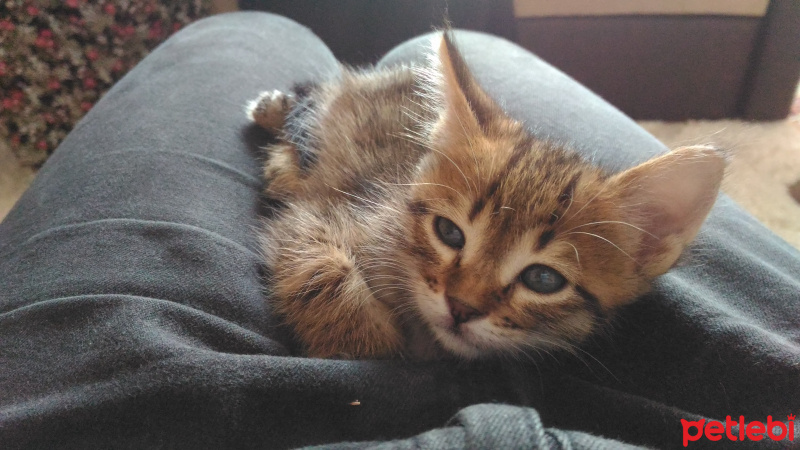 Tekir Kedi, Kedi  mercan fotoğrafı