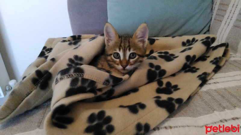 Tekir Kedi, Kedi  mercan fotoğrafı