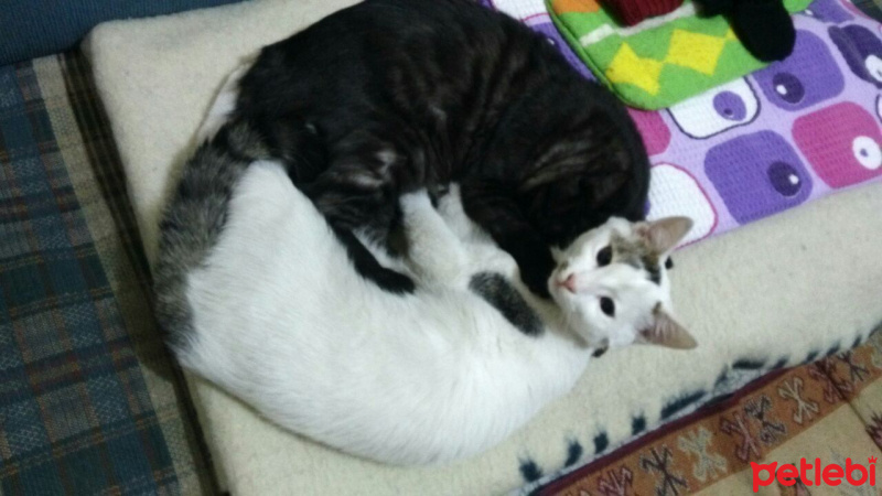 Tekir Kedi, Kedi  Ferdi-Orhan fotoğrafı