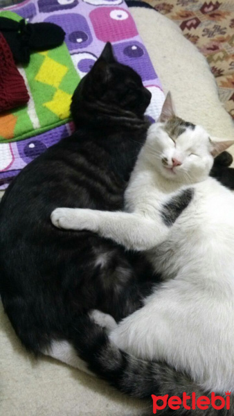 Tekir Kedi, Kedi  Ferdi-Orhan fotoğrafı