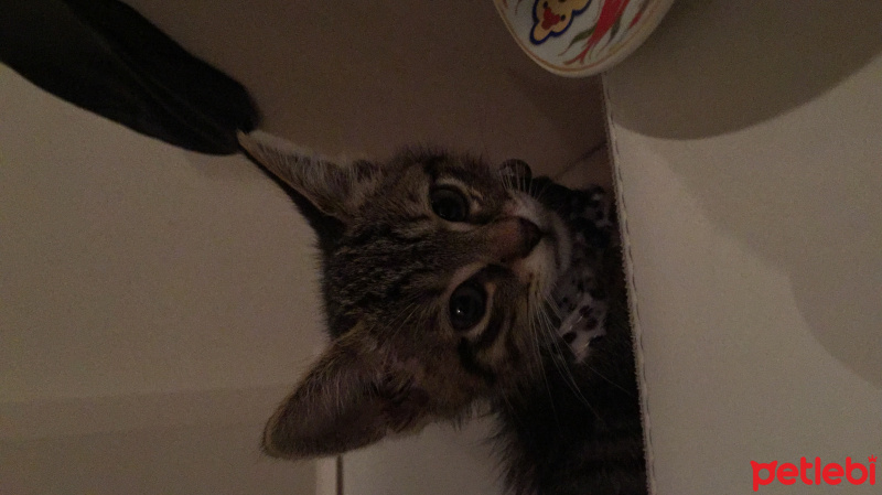 Tekir Kedi, Kedi  Mia fotoğrafı