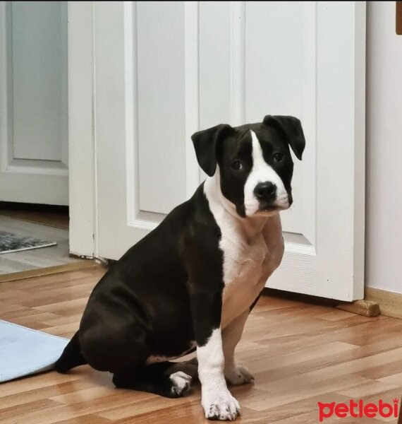 Amerikan Staffordshire Terrier, Köpek  Hera fotoğrafı