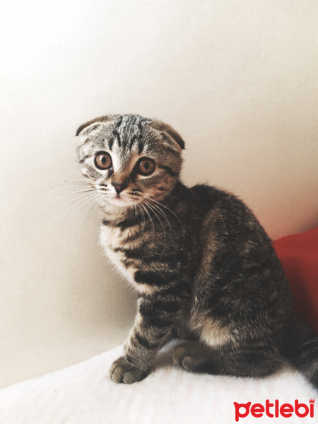 Scottish Fold, Kedi  Atlas fotoğrafı