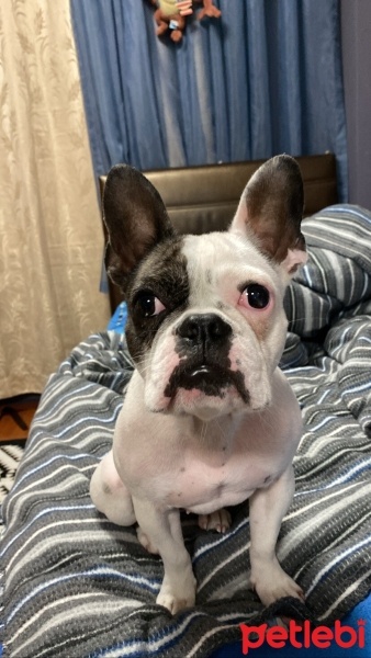 Fransız Bulldog, Köpek  Lila fotoğrafı