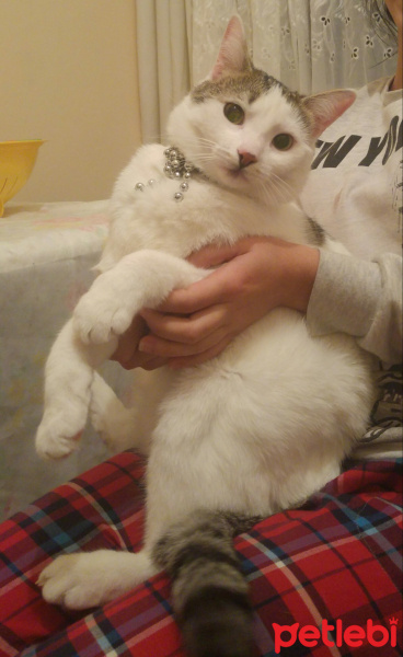 Tekir Kedi, Kedi  Venüs fotoğrafı
