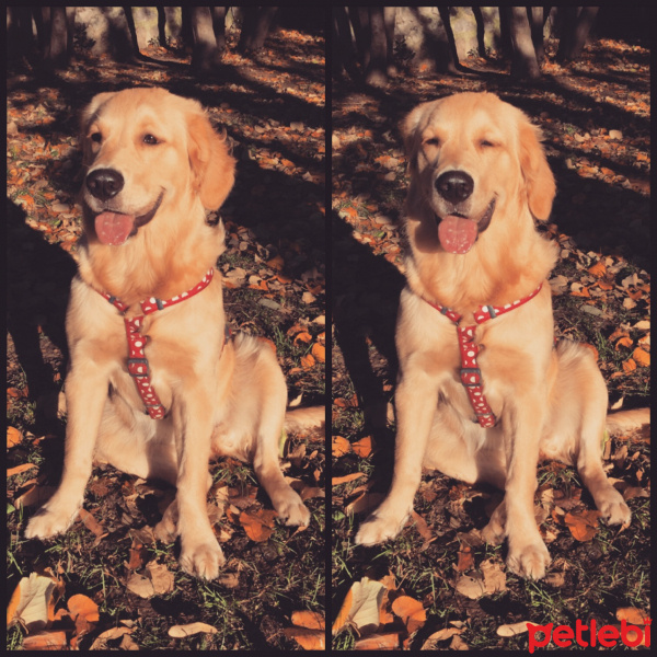 Golden Retriever, Köpek  Lavash fotoğrafı