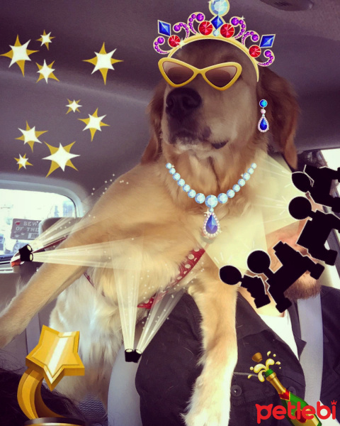 Golden Retriever, Köpek  Lavash fotoğrafı