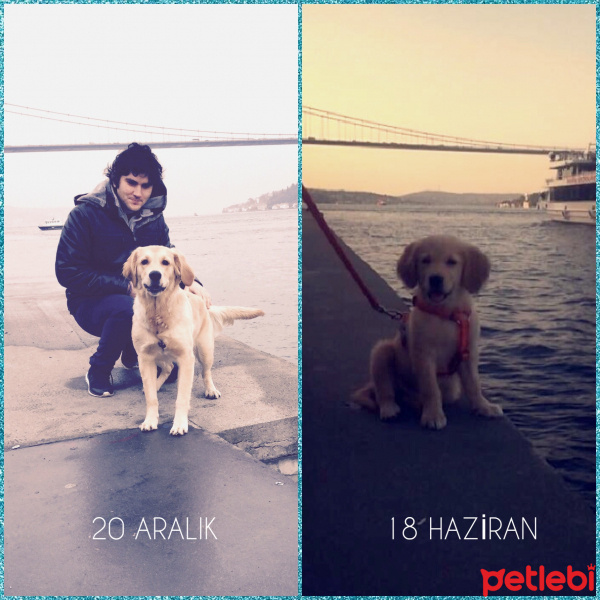 Golden Retriever, Köpek  Lavash fotoğrafı