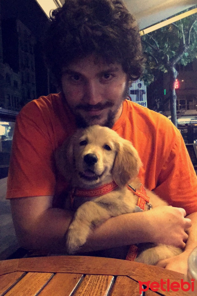 Golden Retriever, Köpek  Lavash fotoğrafı