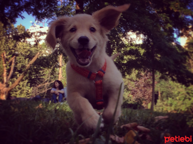 Golden Retriever, Köpek  Lavash fotoğrafı