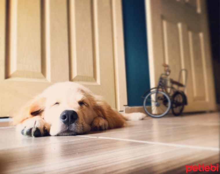 Golden Retriever, Köpek  Lavash fotoğrafı