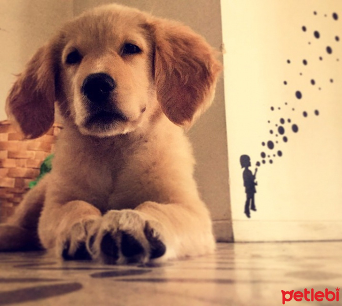 Golden Retriever, Köpek  Lavash fotoğrafı
