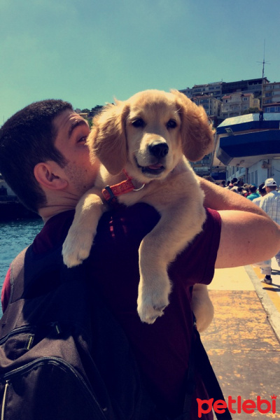 Golden Retriever, Köpek  Lavash fotoğrafı