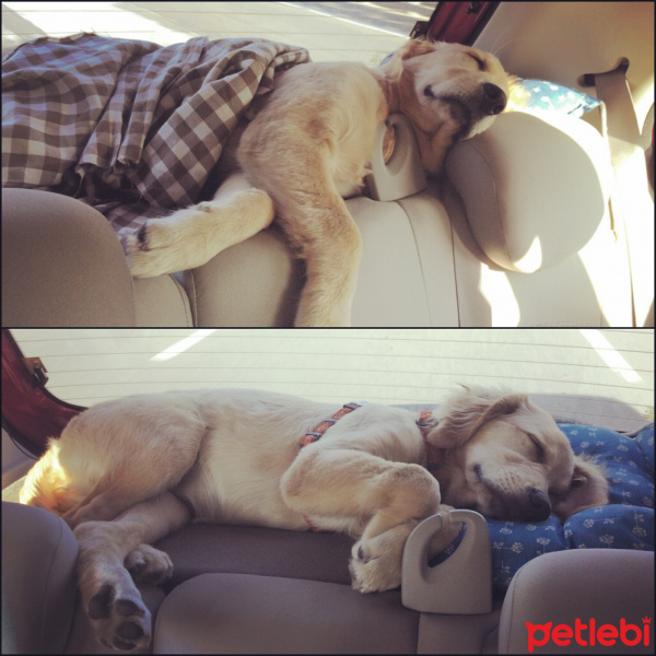 Golden Retriever, Köpek  Lavash fotoğrafı