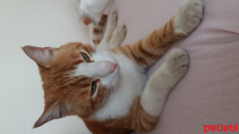Manx, Kedi  Miskin fotoğrafı