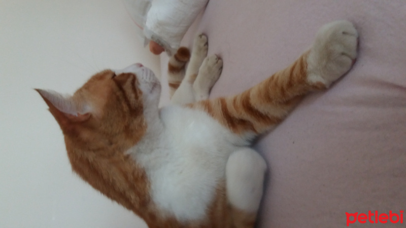Manx, Kedi  Miskin fotoğrafı