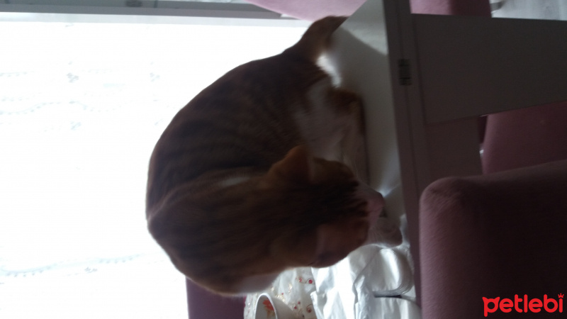 Manx, Kedi  Miskin fotoğrafı