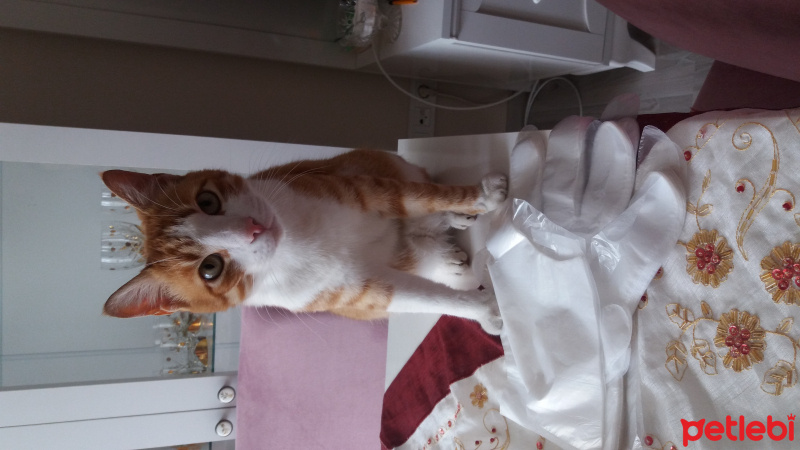 Manx, Kedi  Miskin fotoğrafı