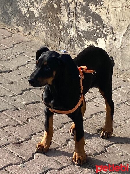 Doberman Pinscher, Köpek  Şiva fotoğrafı