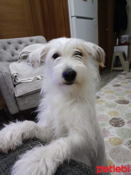 Maltese, Köpek  Merlin fotoğrafı