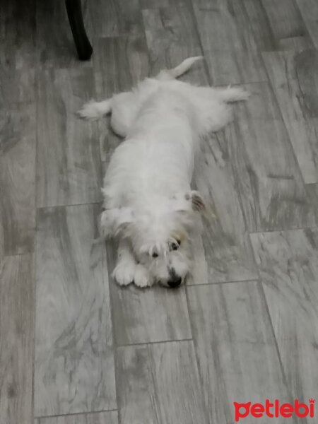 Maltese, Köpek  Merlin fotoğrafı