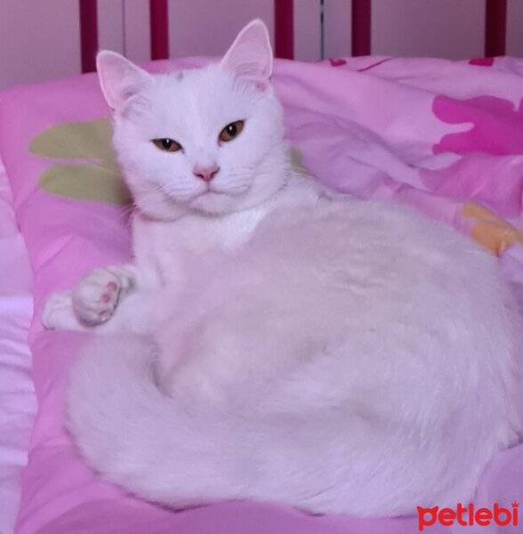 British Shorthair, Kedi  Pery fotoğrafı