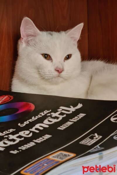 British Shorthair, Kedi  Pery fotoğrafı