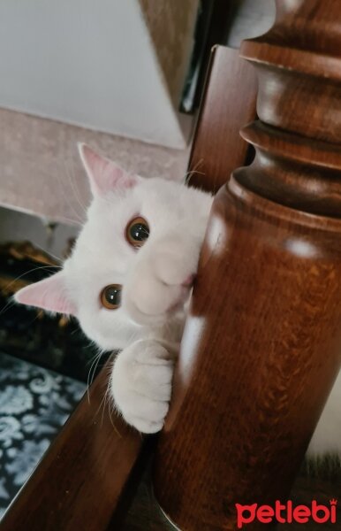 British Shorthair, Kedi  Pery fotoğrafı