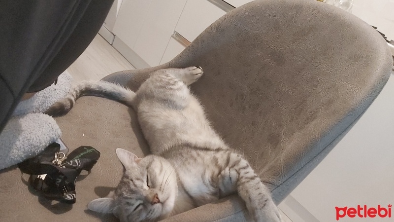 Scottish Fold, Kedi  Duman fotoğrafı