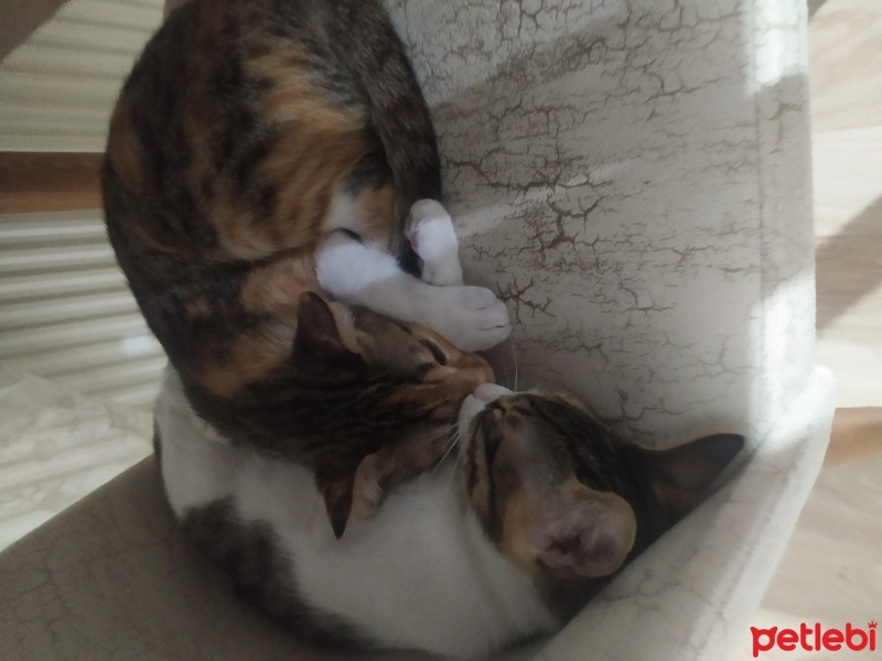 Tekir Kedi, Kedi  Bihter fotoğrafı