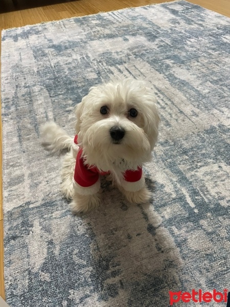 Maltese, Köpek  Lily fotoğrafı