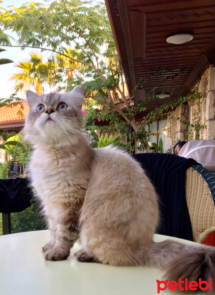 İran Kedisi (Persian), Kedi  KAYMAK fotoğrafı