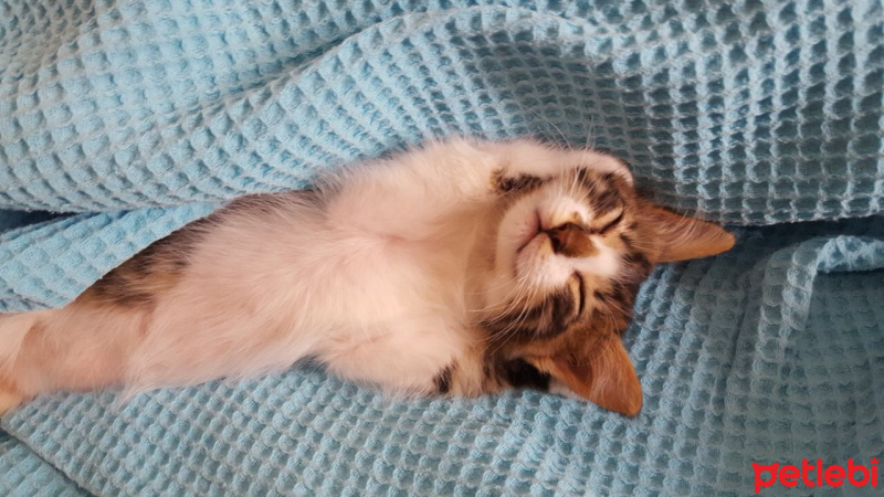 İran Kedisi (Persian), Kedi  KAYMAK fotoğrafı