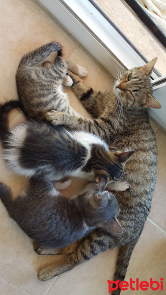İran Kedisi (Persian), Kedi  KAYMAK fotoğrafı