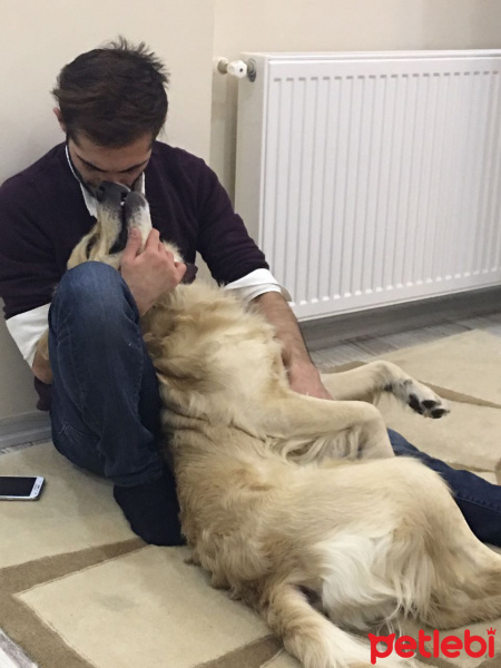 Golden Retriever, Köpek  Şans fotoğrafı