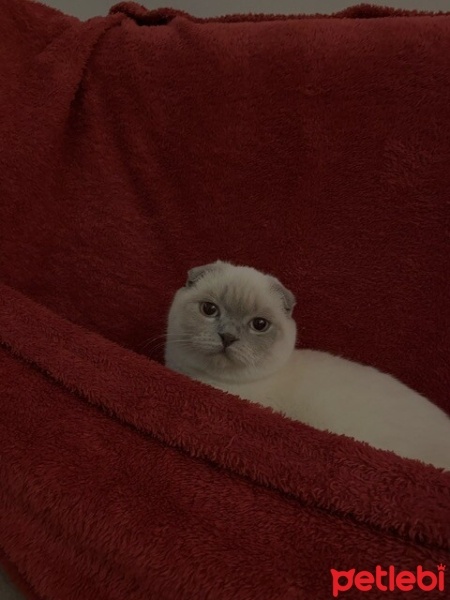 Scottish Fold, Kedi  Sütlaç fotoğrafı
