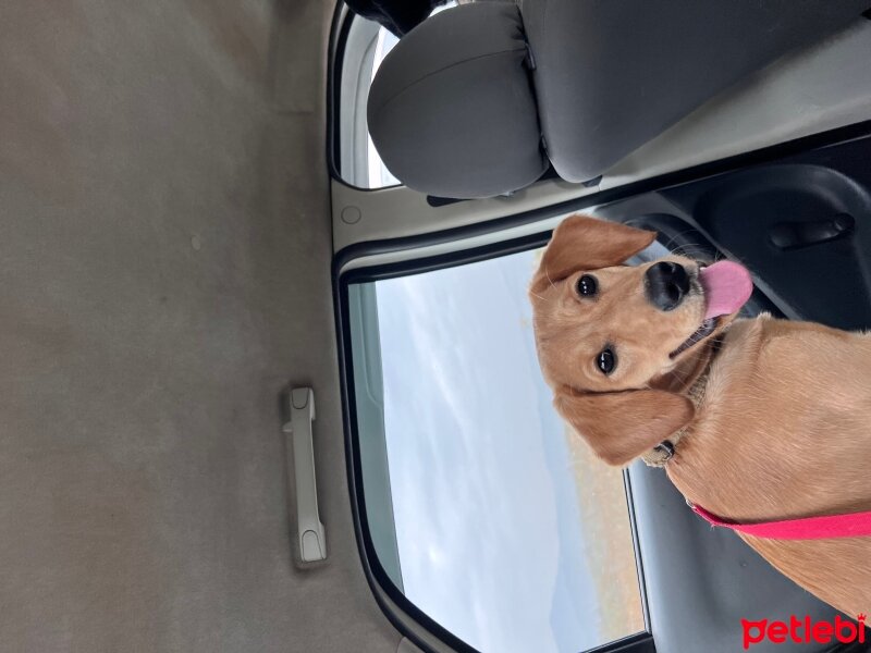 Golden Retriever, Köpek  Ladin fotoğrafı