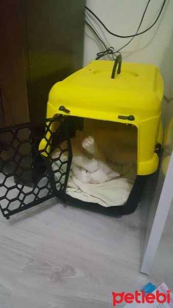 Chinchilla, Kedi  cesur fotoğrafı